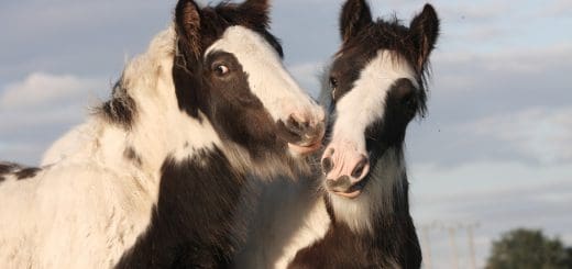 Two horses having a vivid animal talk