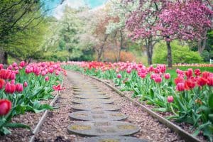 Stone path nestled between a garden of pink tulips, a representation of the path to discovery