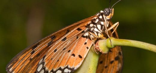 A butterfly resting on a flower is an example of elemental energy found in animal's perception