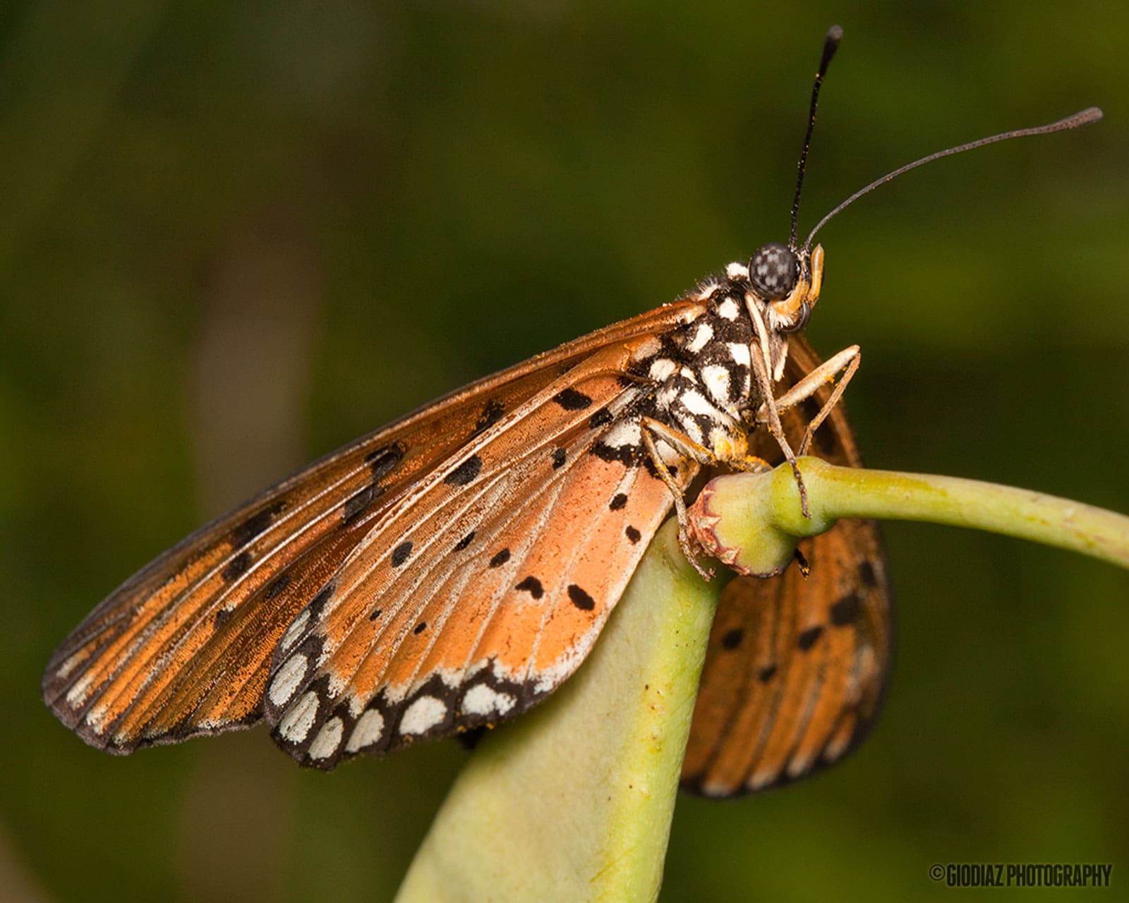 A butterfly resting on a flower is an example of elemental energy found in animal's perception