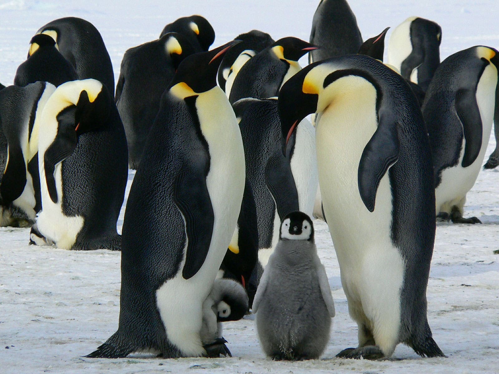 A family of penguins is a prime example of how elemental energy work in daily lives