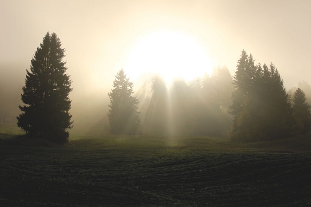 Sun rays shining through a pine forest show happiness and enlightenment