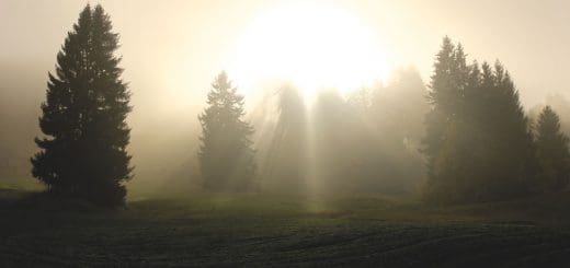 Sun rays shining through a pine forest show happiness and enlightenment