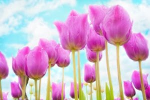 Blooming pink tulips representing an initial healing session